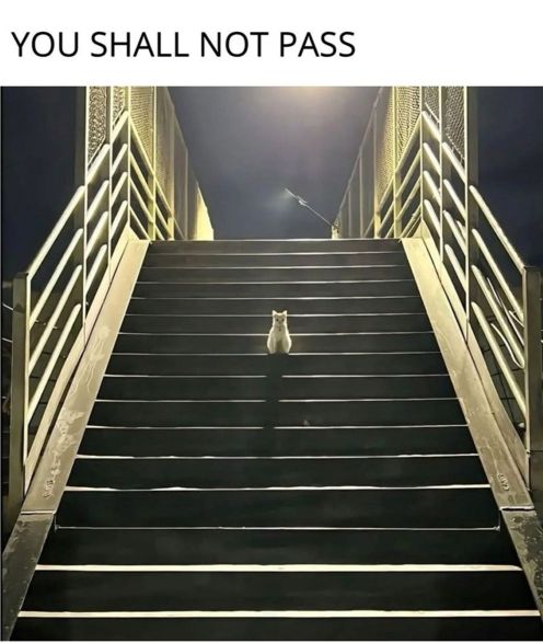 cat shall stairs.jpg
